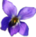violette2-225x300